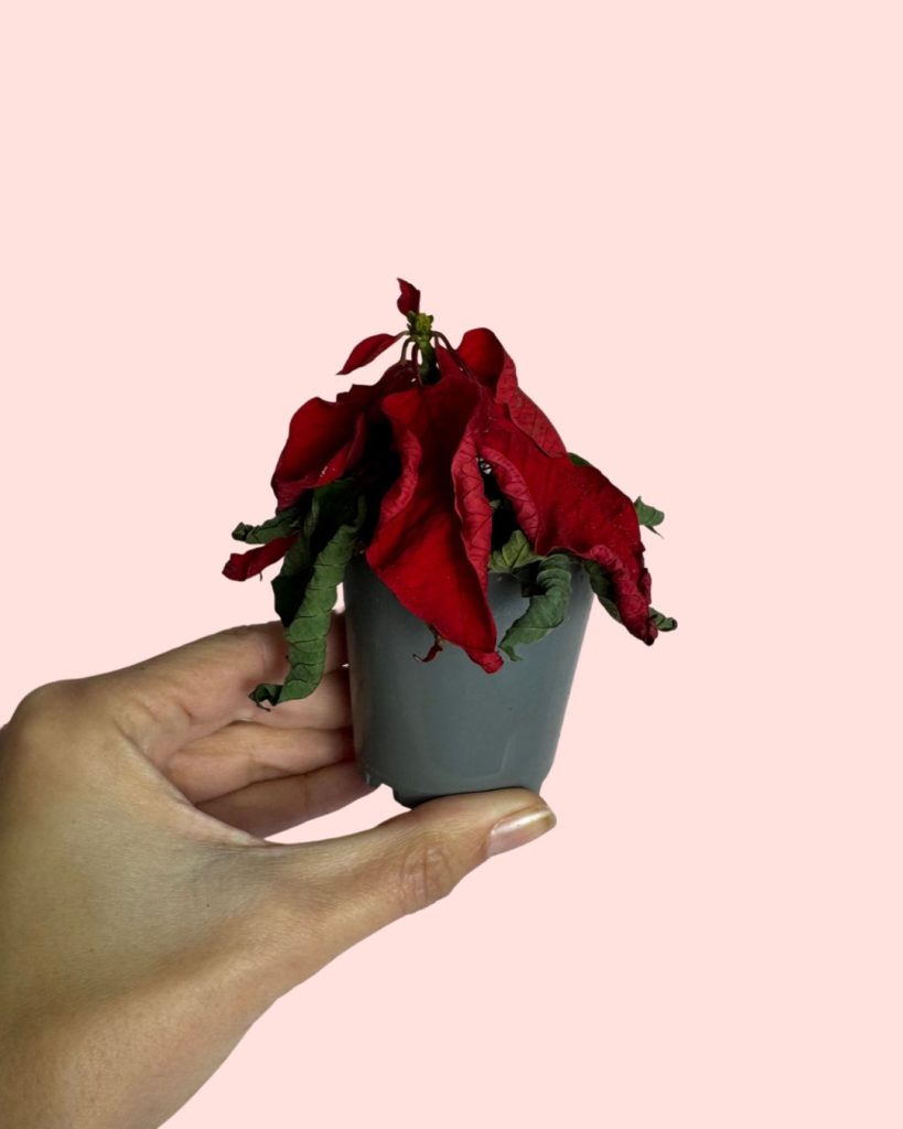 flor de pascua hojas caidas