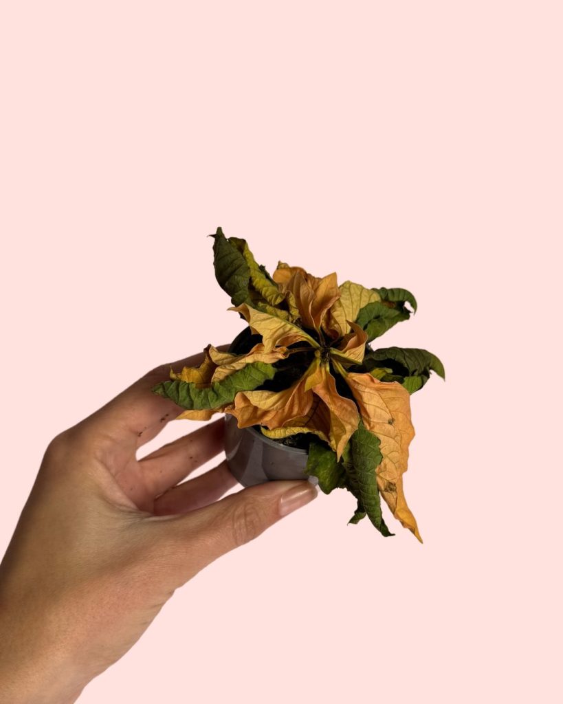 hojas ennegrecidas poinsettia o flor de pascua