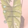 Alocasia Simpo cuidados