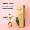 Alocasia Simpo-packaging