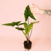 Alocasia Simpo