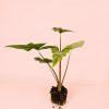 Alocasia Simpo planta