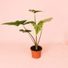 Alocasia Simpo maceta