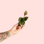 Anthurium Luxurians Mini