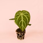 Anthurium Magnificum