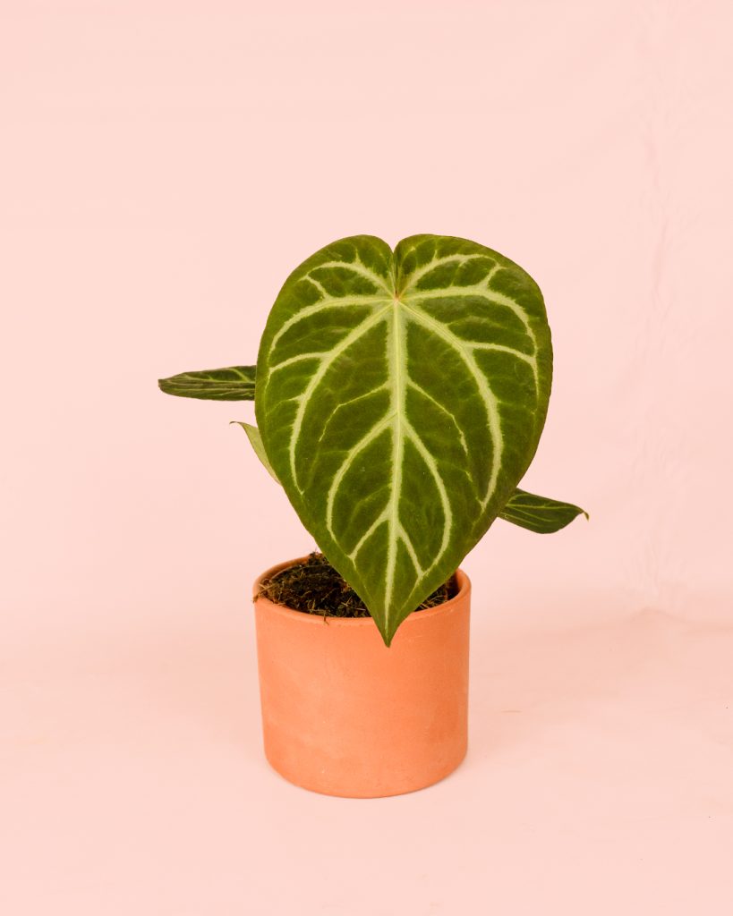 Anthurium Magnificum maceta