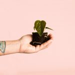 Anthurium Queen of Hearts Mini