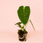 Anthurium Veitchii
