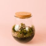 Evergreen - Terrario Fittonia L