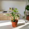 Monstera Rhapidophyllum Tetrassis Variegata- contexto