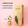 Monstera Rhapidophyllum Tetrassis Variegata-packaging