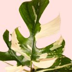 Monstera Rhapidophyllum Tetrassis Variegata4