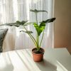 alocasia simpo contexto