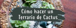 como hacer un terrario de cactus y suculentas