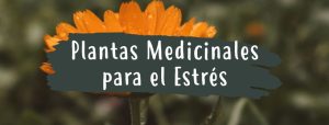 plantas medicinales para el estrés
