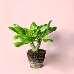 Palmera Hawaiana