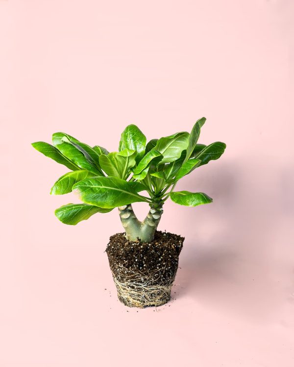 Palmera Hawaiana