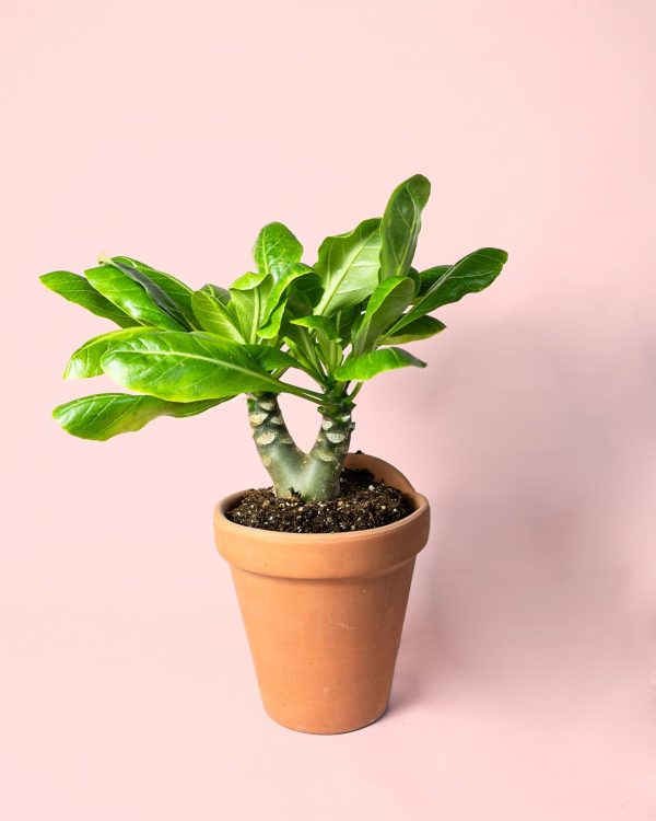 Palmera Hawaiana maceta