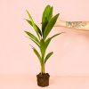Palmera Licuala Grandis mano