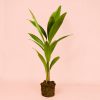 Palmera Licuala Grandis Planta