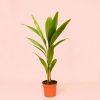 Palmera Licuala Grandis maceta