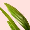 Palmera Licuala Grandis hoja
