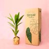 Palmera Licuala Grandis -envío seguro