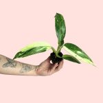 philodendron jose buono mini