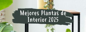 mejores plantas de interior