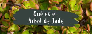 que es el arbol de jade