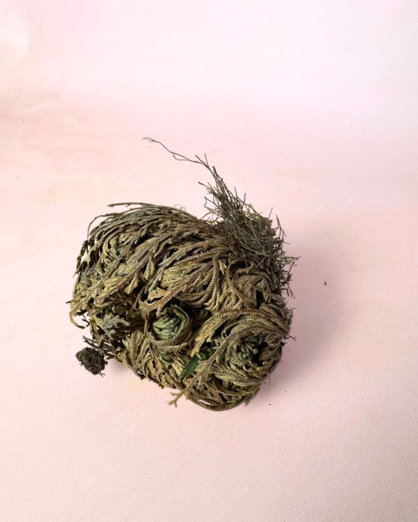 rosa jerico planta