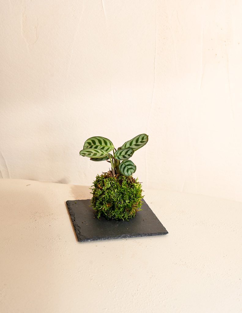 kokedama maranta amabilis pared