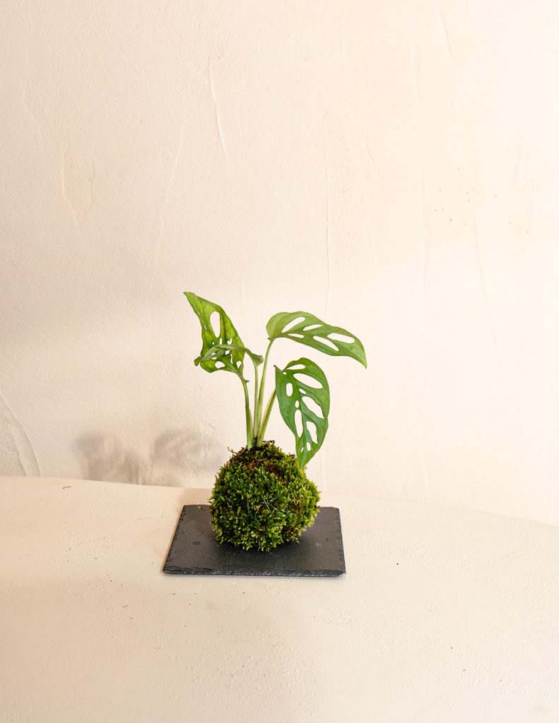 kokedama monstera adansonii pared