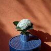 mini hortensia blanca contexto