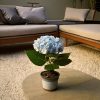 hortensia azul en mesa