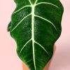 Alocasia Frydek hoja
