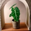 Alocasia-Frydek-contexto