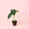 Alocasia Frydek