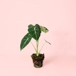 Alocasia Frydek