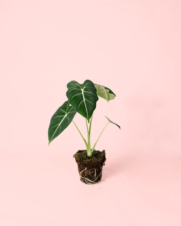 Alocasia Frydek