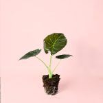 Alocasia Regal Shields