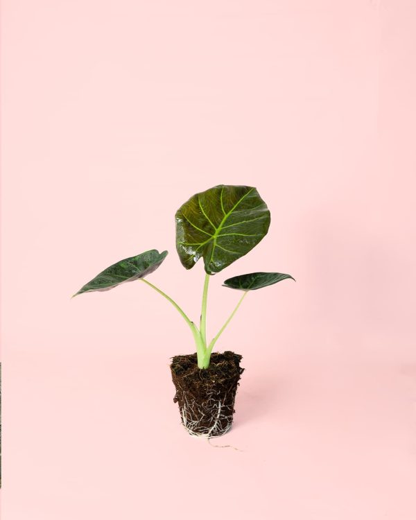 Alocasia Regal Shields