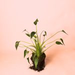 Alocasia Tiny Dancer