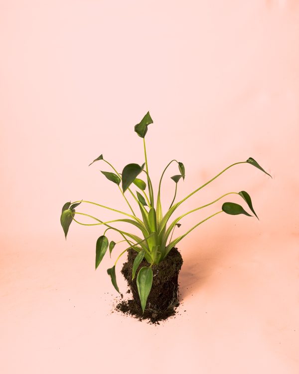 Alocasia Tiny Dancer