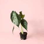 Alocasia Wentii