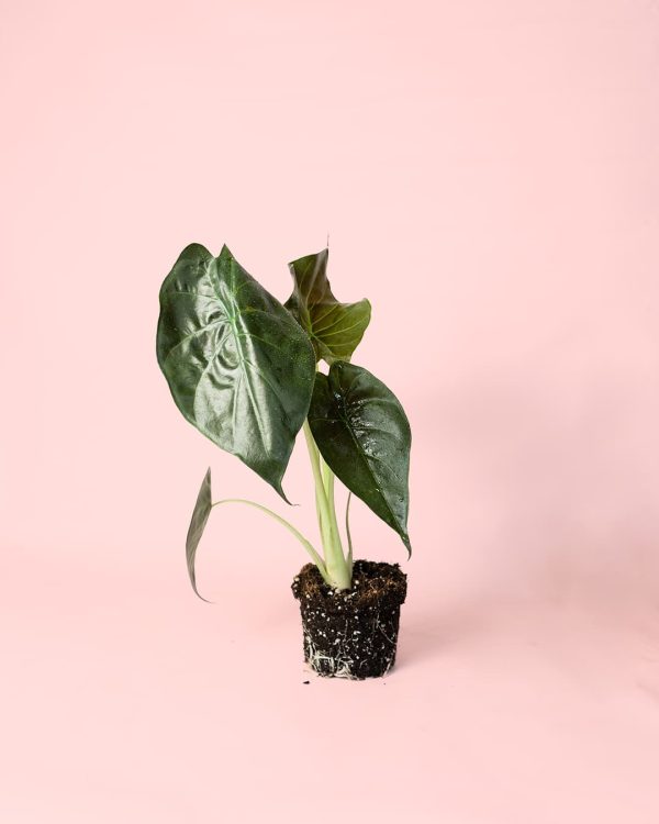Alocasia Wentii