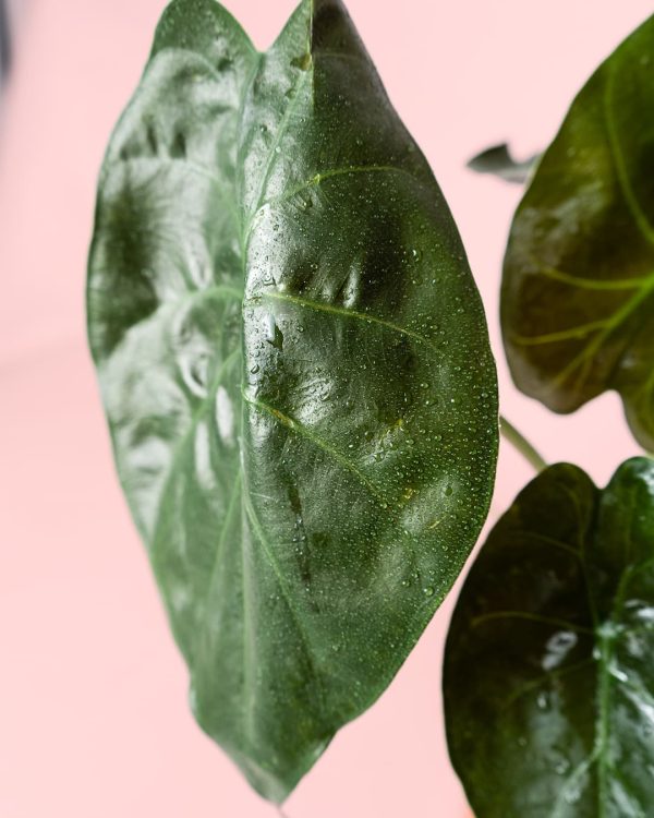 Alocasia Wentii hoja