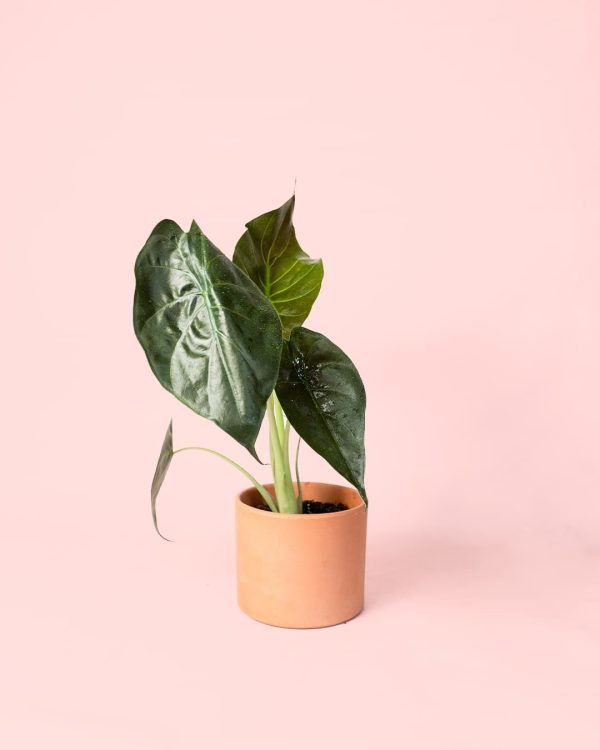 Alocasia Wentii maceta