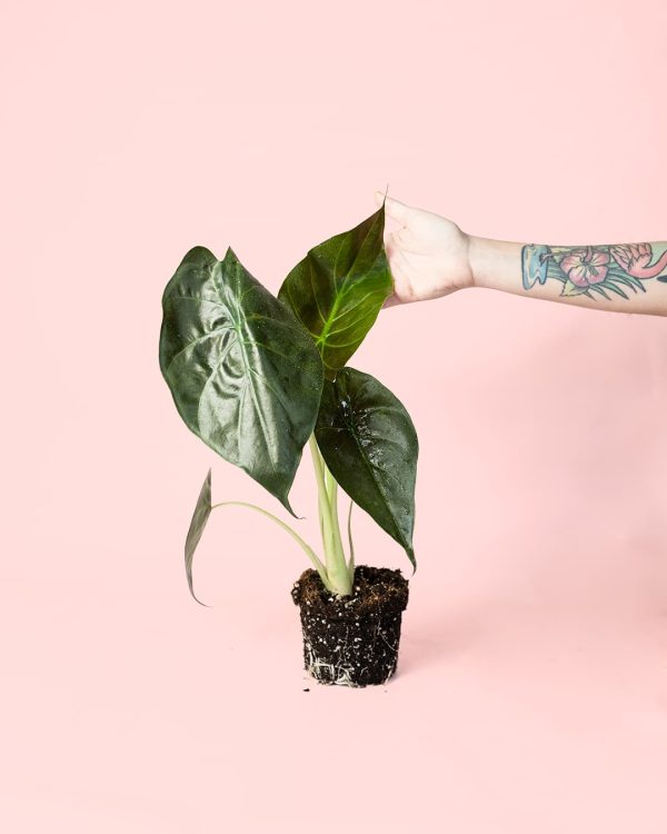 Alocasia Wentii mano