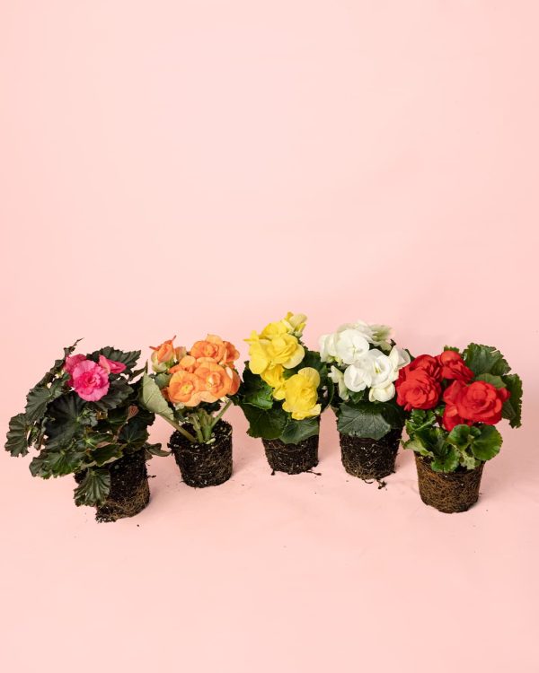Begonia Eliator Mix Mini plantas